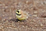 Horned Lark