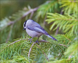 Mountain Chickadee