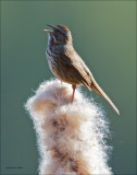 Song Sparrow, Turnbull NWR