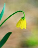 Yellow Bell