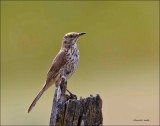 Sage-Thrasher; West of Spokane