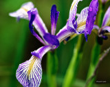 Wild Iris Turnbull NWR