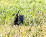 MooseTurnbull NWR