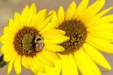 Beeing busy in the fall, West Plains