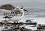 bcasseau sanderling