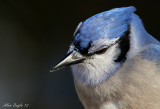 Geai bleu (portrait)