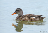 canard chipeau (femelle)