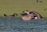 Gadwall