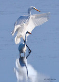 Great Egrets, big and small