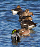 Falcated Duck and Greater White-fronted Geese