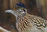 Greater Roadrunner