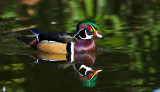 Wood Duck