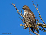 Red-tailed Hawk on tree
