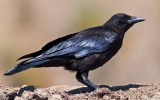 American Crow