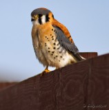 American Kestral