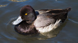 Lesser Scaup, male 