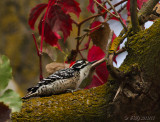 Nuttalls Woodpecker, male 