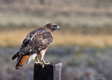 Red-tailed Hawk