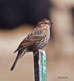 Red-winged Blackbird, female