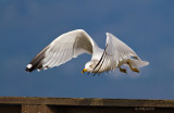 Ring-billed Gull