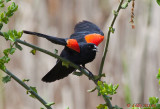 Red-winged Blackbird