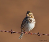 Savannah Sparrow