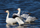 Snow Geese