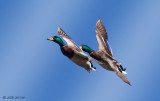 Mallards in flight