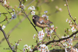 Dark-eyed Junco