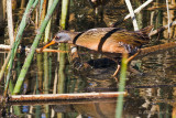 Virginia Rail