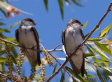 Northern Rough-winged Swallow