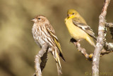 Pine Siskin