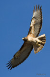 Red-tailed Hawk