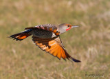 Northern Flicker