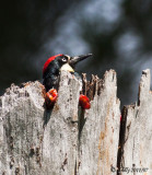 Acorn Woodpecker