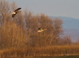Geese landing
