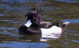 Tufted Duck-9