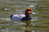 Redhead