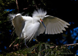 Snowy Egret