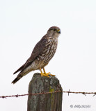 Sharp-shinned Hawk, female