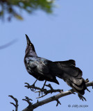 Great-tailed Grackle, male