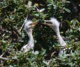baby egrets, 3 days old