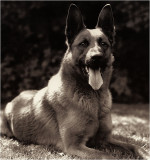 Rex