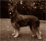 Dina
