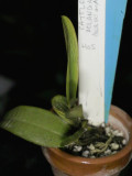 Cattleya aclandiae - continuing treatment for fusarum IMG10624