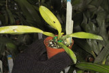 Cattleya warneri - all leaves damage by fungal problem- treatment continuing IMG10628
