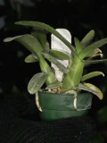 Diacrium bicornutum recovering from fungal problem after near extinction IMG10623