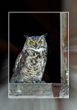 Great Horned Owl_129236.JPG