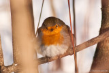 Rotkehlchen (Erithacus rubecula)