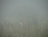 Bucks on a Foggy Morning